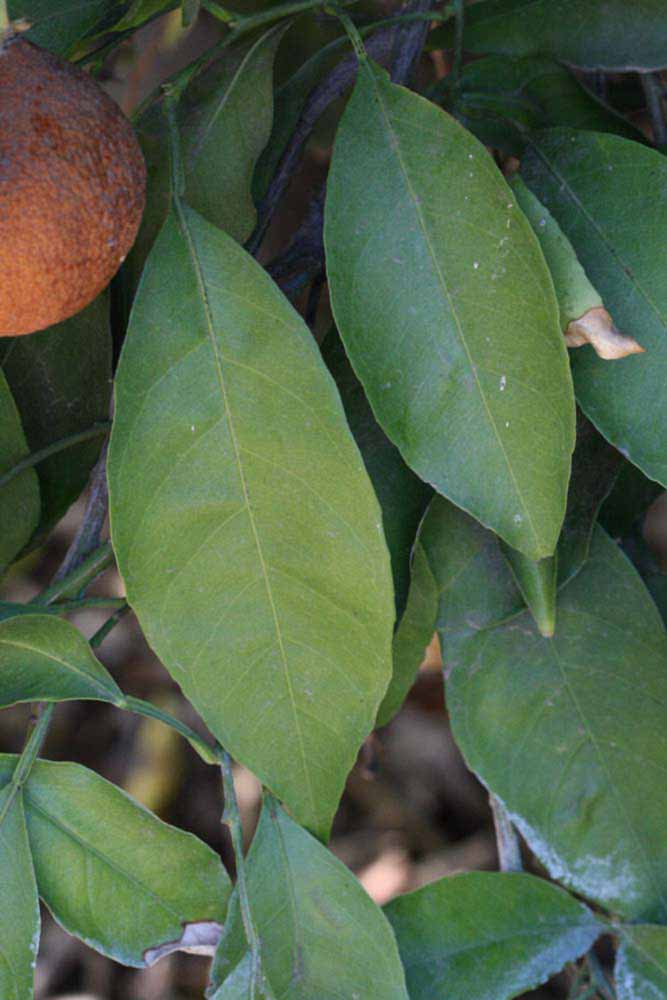              Shade leaves (Riverside, CA)       